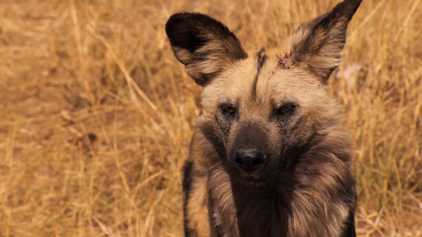 Saved From Extinction - The Curse of the African Hunting Dogs