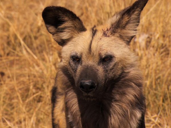 Saved From Extinction - The Curse of the African Hunting Dogs