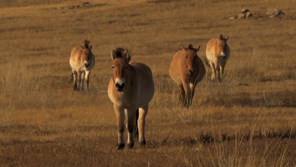 Saved From Extinction - Horses in Search of a King