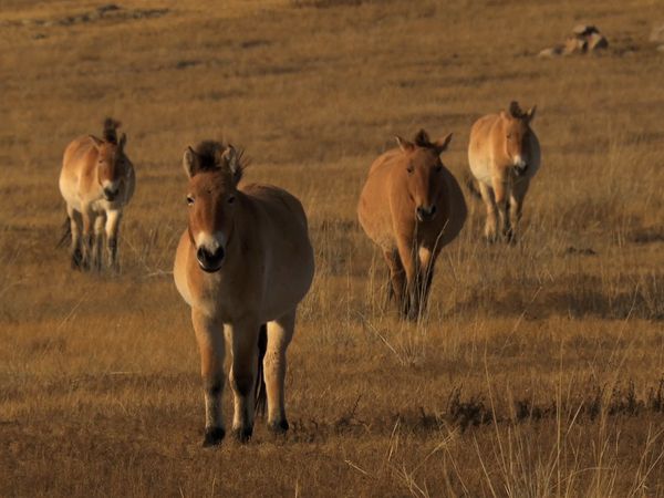 Saved From Extinction - Horses in Search of a King