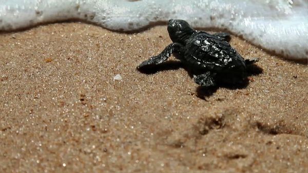 Saved From Extinction - The Turtle Who Came Out of Nowhere