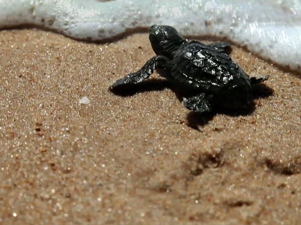 Saved From Extinction - The Turtle Who Came Out of Nowhere