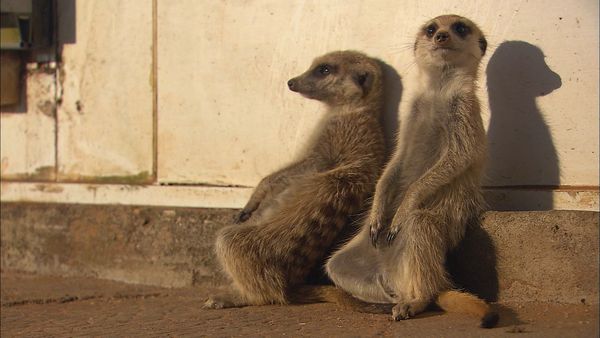 Wild Animal Orphans - Preparing for the Big Release