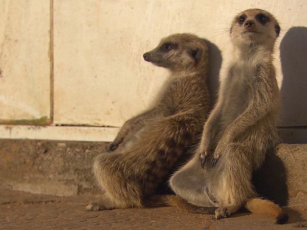 Wild Animal Orphans - Preparing for the Big Release