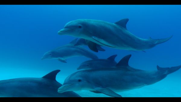 Titans of the Deep - The Voices of the Ocean