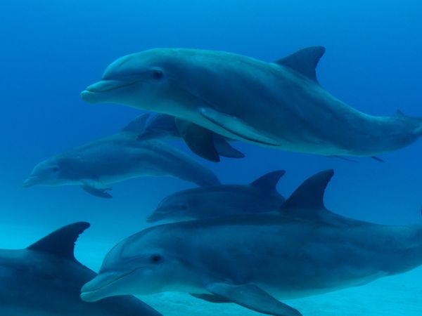 Titans of the Deep - The Voices of the Ocean