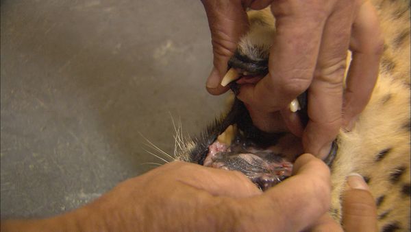 Wild Animal Orphans - Tooth Trouble and Game Court