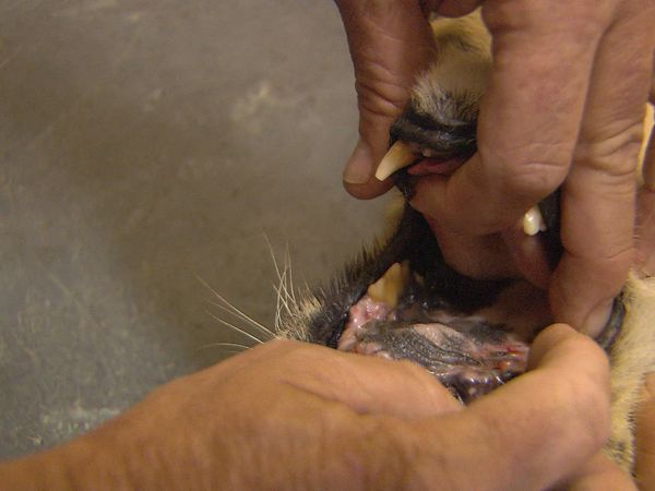 Wild Animal Orphans - Tooth Trouble and Game Court