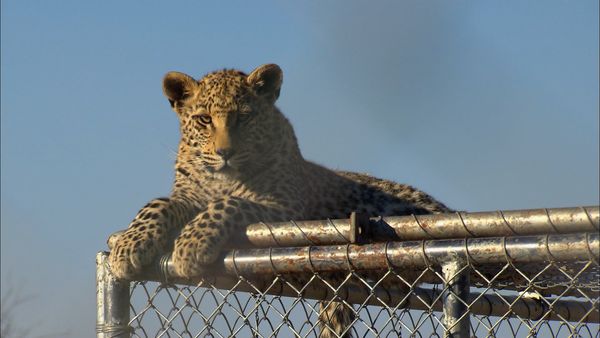 Wild Animal Orphans - Big Cats and Baby Baboons