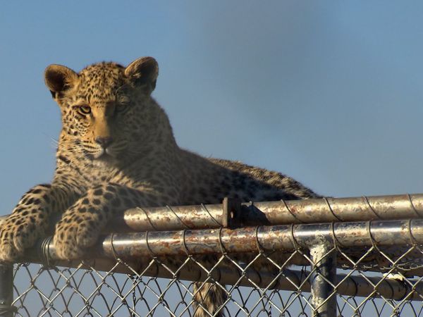 Wild Animal Orphans - Big Cats and Baby Baboons
