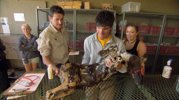 Wild Animal Orphans - Operation Wild Dog