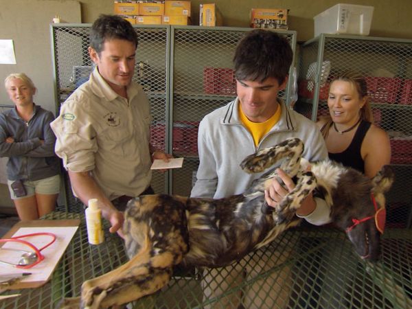 Wild Animal Orphans - Operation Wild Dog