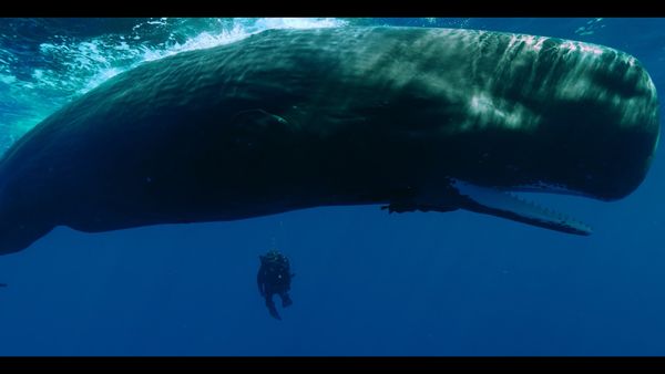 Titans of the Deep - Conquest of the Oceans
