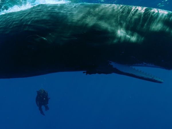 Titans of the Deep - Conquest of the Oceans