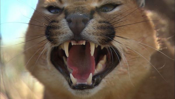 Wild Animal Orphans - New Beginnings and Sad Endings