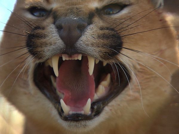 Wild Animal Orphans - New Beginnings and Sad Endings