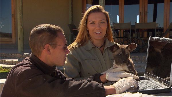 Wild Animal Orphans - Painted Pups
