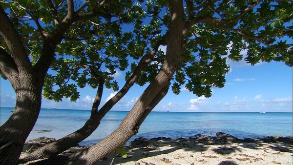 Green Paradise - French Polynesia: Blue Lagoon