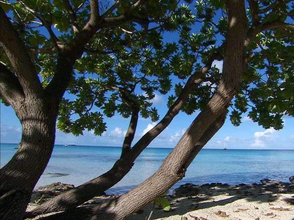 Green Paradise - French Polynesia: Blue Lagoon