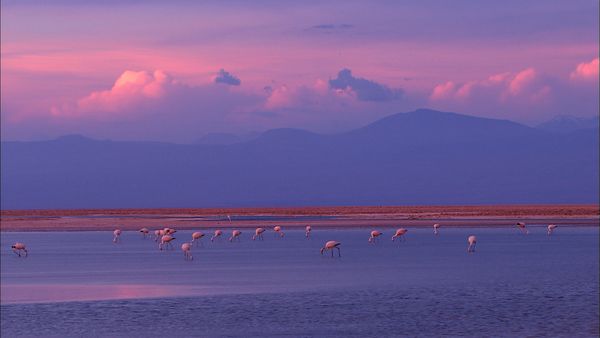 Green Paradise - Chile: Desert Voices