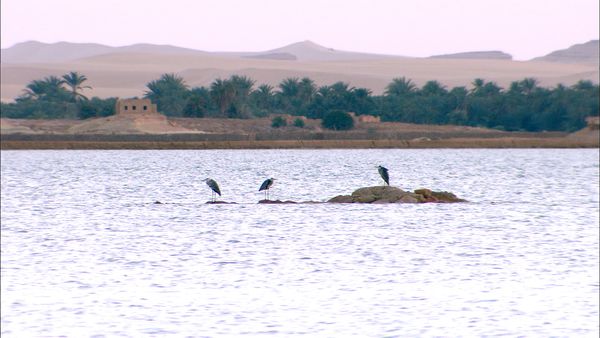 Green Paradise - Egypt: Water and Sand