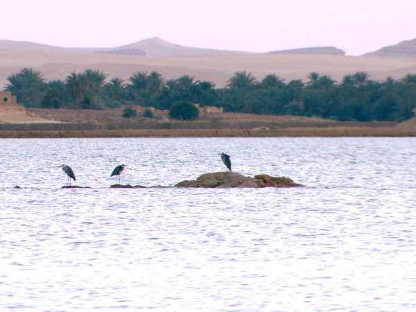 Green Paradise - Egypt: Water and Sand
