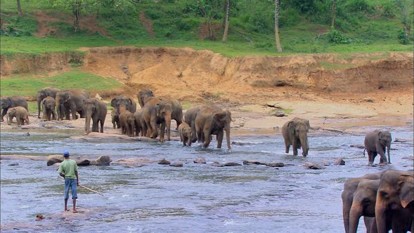 Green Paradise - Sri Lanka: The Emerald Isle