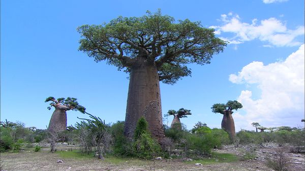 Green Paradise - Madagascar: A Multifaceted Land