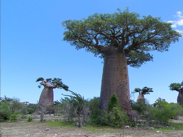 Green Paradise - Madagascar: A Multifaceted Land