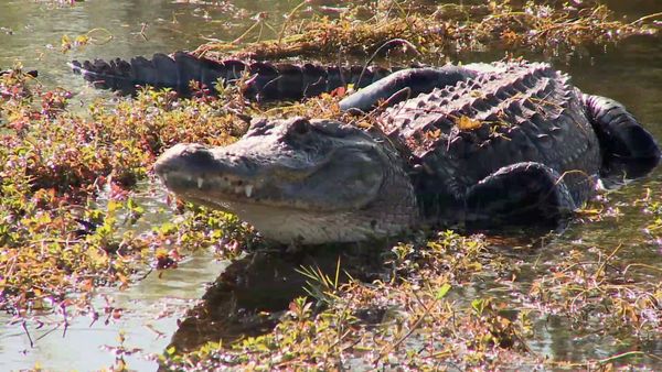 Best Parks Ever - Best Parks for Creature Features