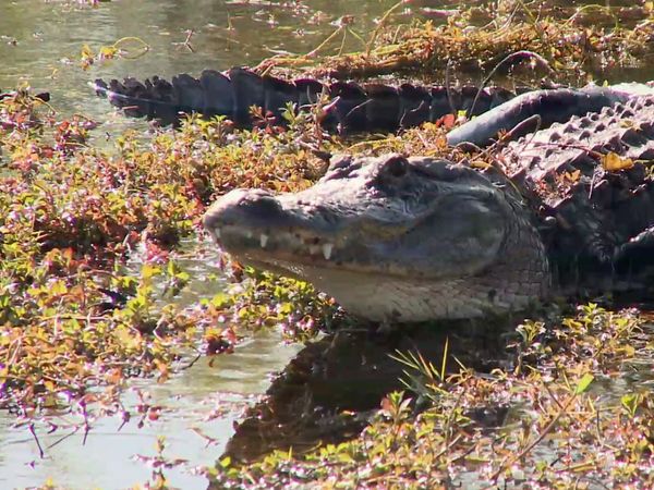 Best Parks Ever - Best Parks for Creature Features