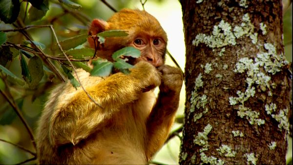Wild Life - The Old World Connection
