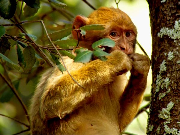 Wild Life - The Old World Connection
