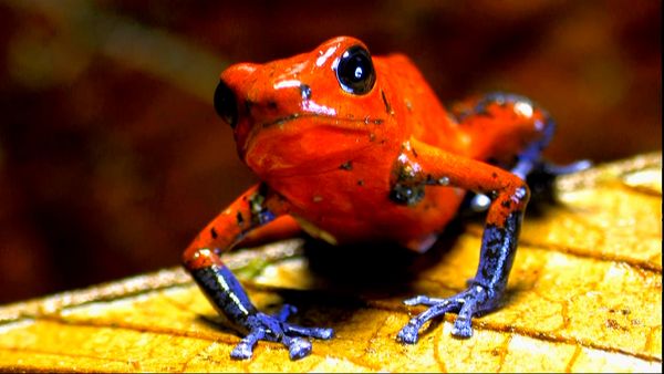 Wild Life - Nature's Erector Set