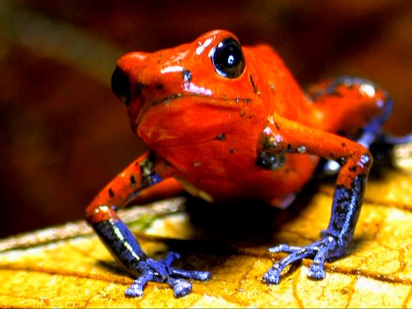 Wild Life - Nature's Erector Set