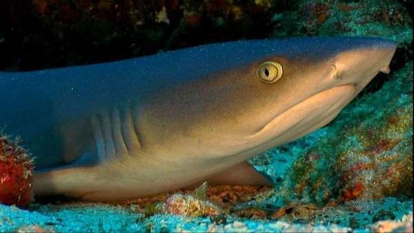 Wild Life - The Ocean's Border
