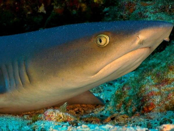 Wild Life - The Ocean's Border
