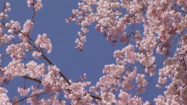 Scenic Routes Around the World - Japan - Path of the Flowering Cherry Trees