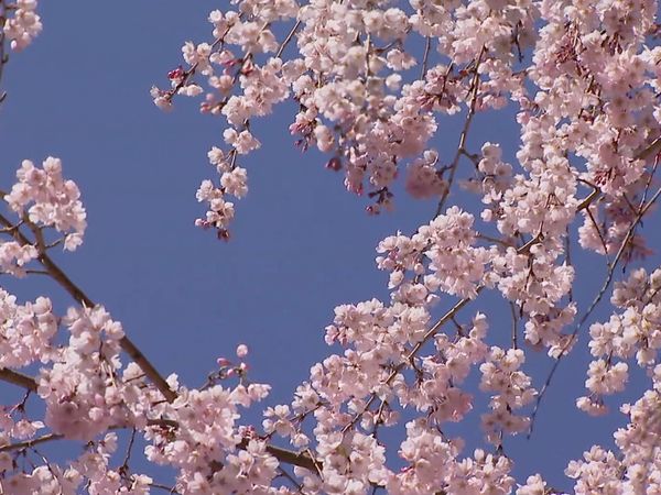 Scenic Routes Around the World - Japan - Path of the Flowering Cherry Trees