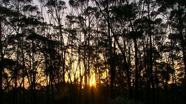 Green Paradise - Australia- On the Majestic East Coast