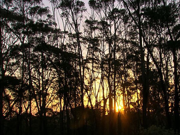 Green Paradise - Australia- On the Majestic East Coast
