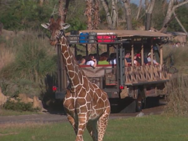 Disney Parks: The Secrets, Stories, and Magic Behind the Scenes - Disney's Animal Kingdom