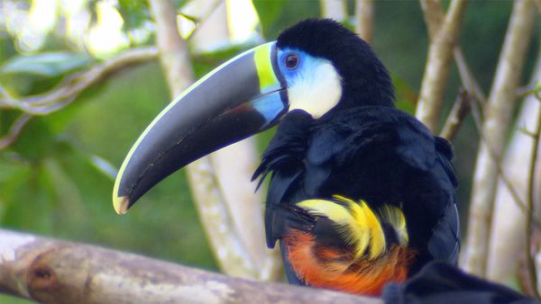 Scenic Routes Around the World - The Amazon
