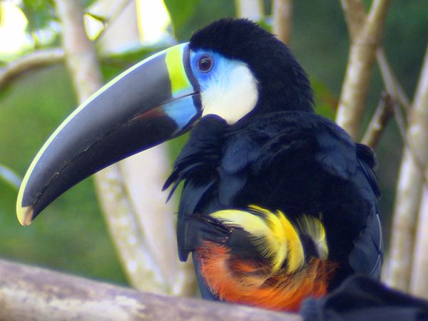 Scenic Routes Around the World - The Amazon