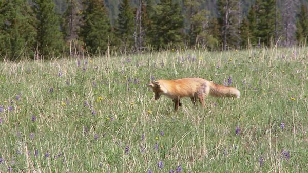 Laura McKenzie's Traveler - Yellowstone National Park, California