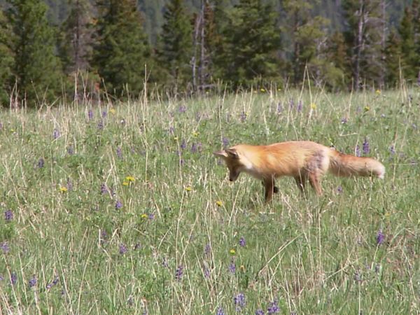 Laura McKenzie's Traveler - Yellowstone National Park, California