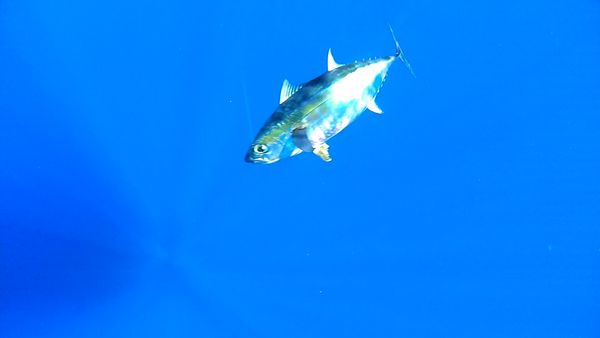 Anglers Digest - Turks Caicos 1