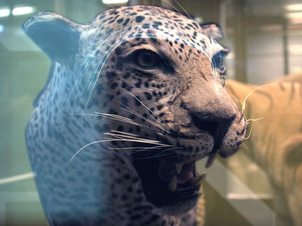 Genius of Nature - Sensing