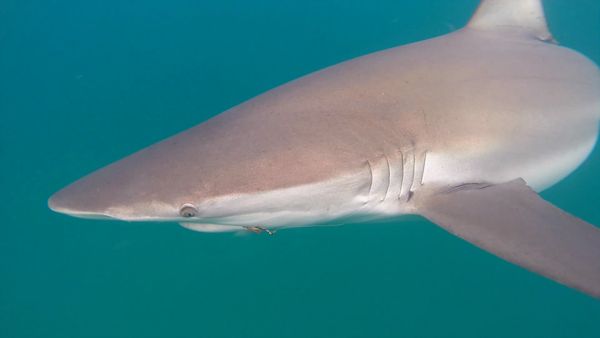 Shark Man with Riley Elliott - Beach Closed