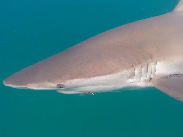 Shark Man with Riley Elliott - Beach Closed